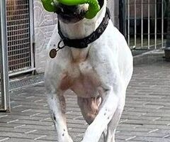  CANE METICCIO
