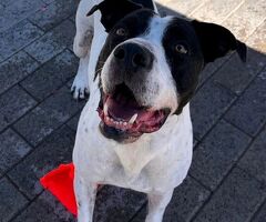  CANE METICCIO - 2/4