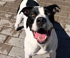 CANE METICCIO - 3/4