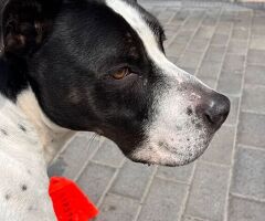  CANE METICCIO - 4/4