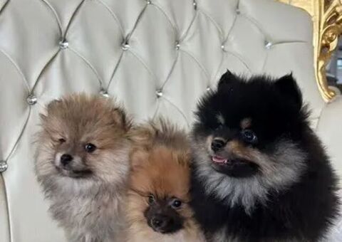 Spitz toy maschietti