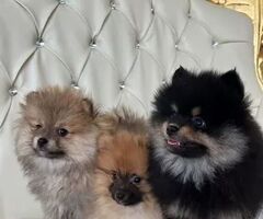 Spitz toy maschietti