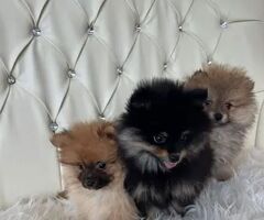 Spitz toy maschietti - 2/2