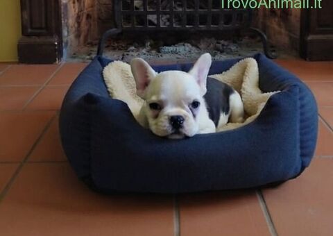 Bouledogue Francese cucciolina
