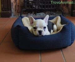 Bouledogue Francese cucciolina