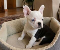 Bouledogue Francese cucciolina - 2/3