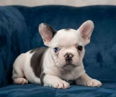 Bouledogue Francese cucciolina - 3/3
