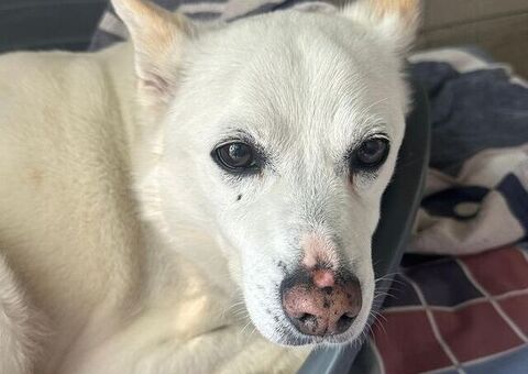  CANE METICCIO
