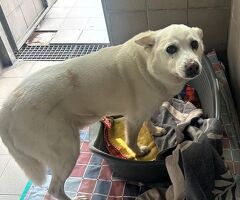  CANE METICCIO - 2/4