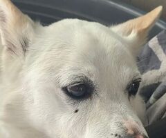 CANE METICCIO - 3/4