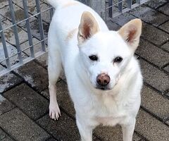  CANE METICCIO - 4/4