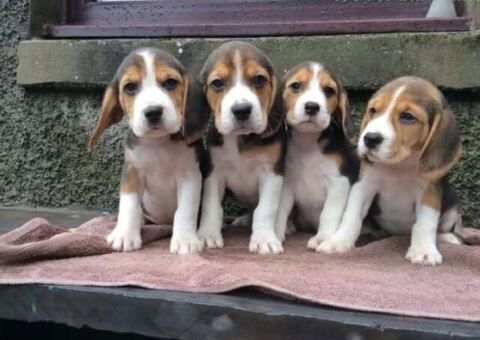 Beagle tricolore cuccioli