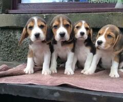 Beagle tricolore cuccioli - 1/4