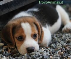 Beagle tricolore cuccioli - 2/4
