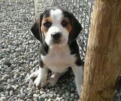 Beagle tricolore cuccioli - 3/4