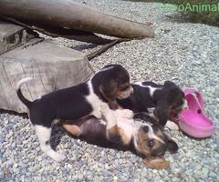 Beagle tricolore cuccioli - 4/4