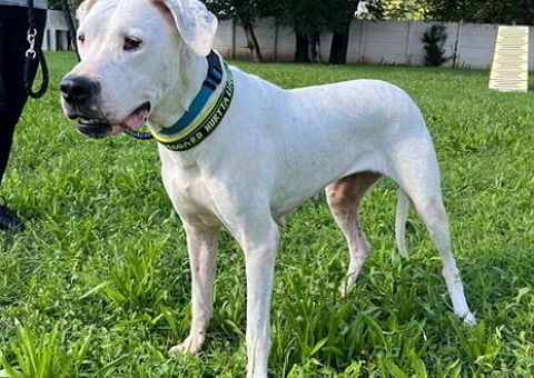  CAGNOLINA METICCIA