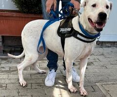  CAGNOLINA METICCIA - 2/4