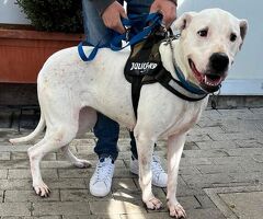  CAGNOLINA METICCIA - 3/4