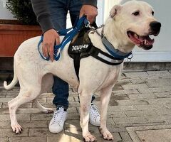  CAGNOLINA METICCIA - 4/4