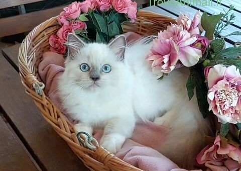 Gattini razza Ragdoll