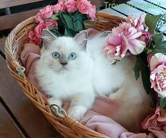 Gattini razza Ragdoll - 1/4