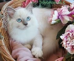 Gattini razza Ragdoll - 2/4