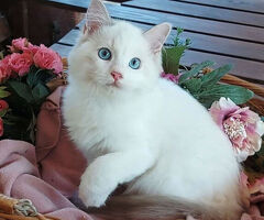 Gattini razza Ragdoll - 3/4