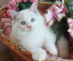 Gattini razza Ragdoll - 4/4