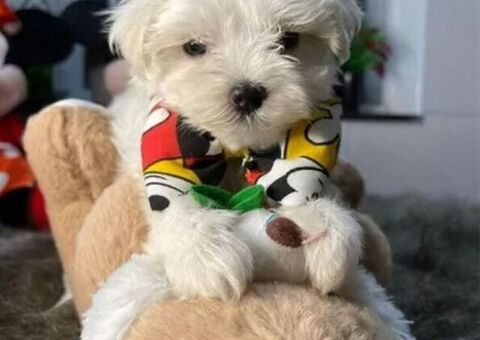 Maltipoo nani e toy
