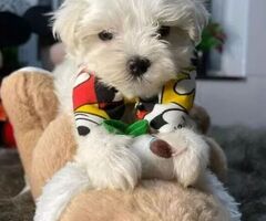 Maltipoo nani e toy