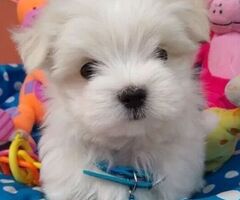 Maltipoo nani e toy - 2/4