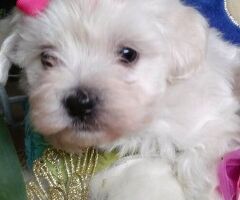 Maltipoo nani e toy - 3/4