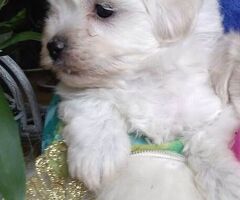 Maltipoo nani e toy - 4/4