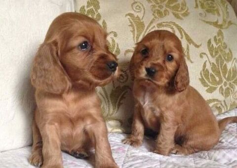 Cocker Spaniel maschietti