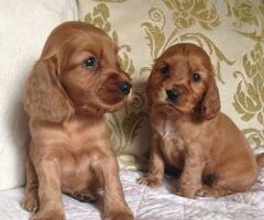 Cocker Spaniel maschietti