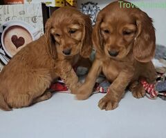 Cocker Spaniel maschietti - 2/2