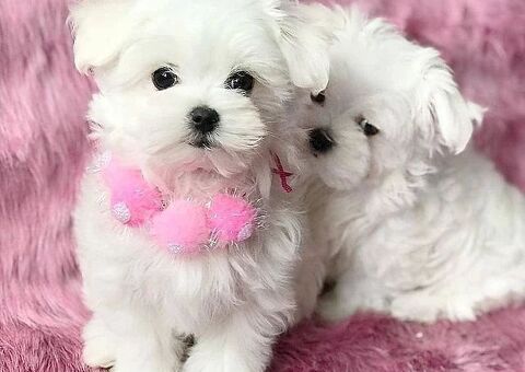  Maltese (maschi e femmine)