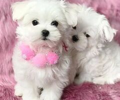  Maltese (maschi e femmine)