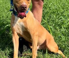  CANE METICCIO - 3/3
