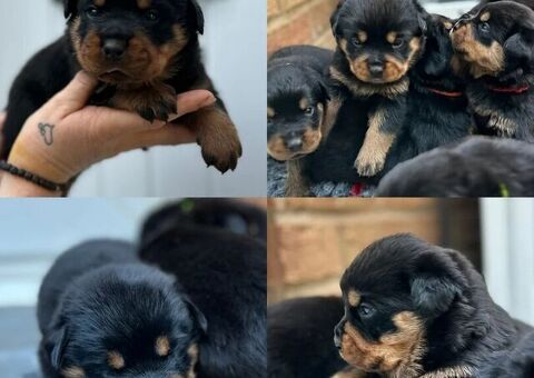  meravigliosi rottweiler per ad