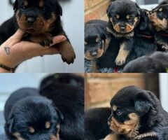  meravigliosi rottweiler per ad - 1/1