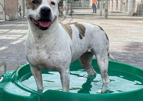 CANE METICCIO