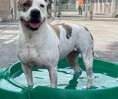  CANE METICCIO