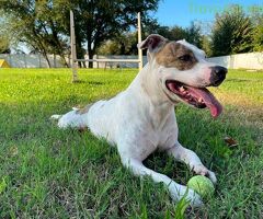  CANE METICCIO - 2/3