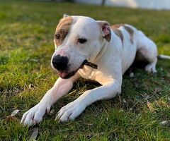  CANE METICCIO - 3/3