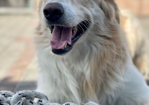 CANE METICCIO