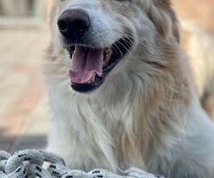 CANE METICCIO