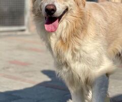  CANE METICCIO - 2/4