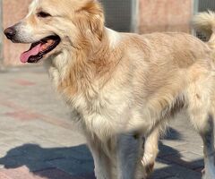  CANE METICCIO - 3/4
